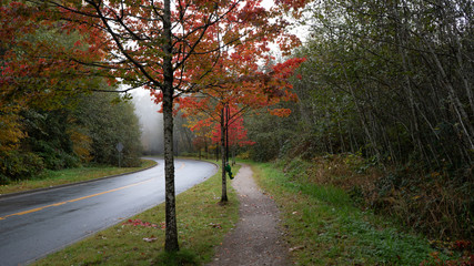 Fall colours brighten a damp and gloomy Fall day near TransCanada Trail at Burnaby Mountain