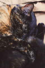 Sleepy Tortie © Alexandra King