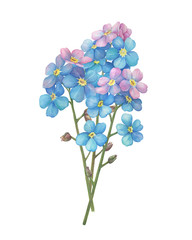 Beautiful spring bouquet with branch of Myosotis sylvatica flower, little blue and pink forget-me-nots. Hand drawn watercolor painting illustration isolated on white background.