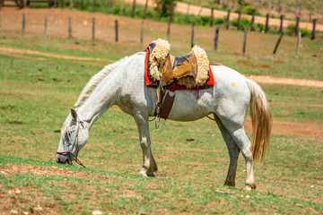 horse with saddle 