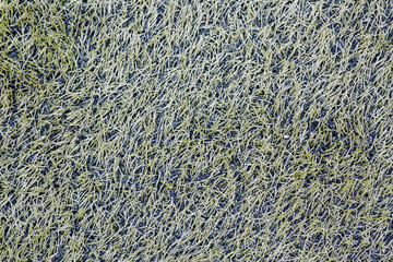 Green grass field texture top view artificial grass use us sport stadium