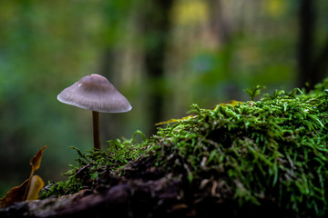 essbare Pilze im Wald