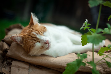 young ginger .cat sleeping on a pile of cardboard next to catnip