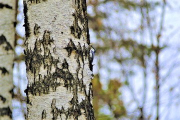 Fototapeta premium little blue bird on a birch trunk, mimicry