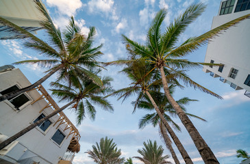 Upward view of Palm trees and buildings on a blue sky
