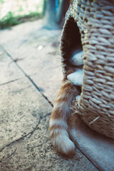 ginger tabby cat sleeping outside in a wicker pod