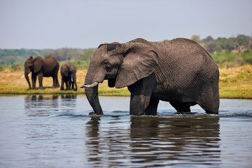 Elephant, Loxodonta africana walks the river.
