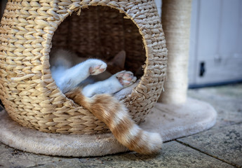 ginger tabby cat sleeping outside in a wicker pod - 297190613
