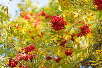 Rowan tree with red fruits and yellowed foliage in autumn. A close-up of rowanberries with nice bokeh, shallow depth of field.