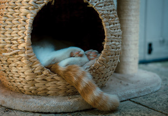 ginger tabby cat sleeping outside in a wicker pod