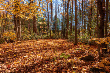 autumn in the forest