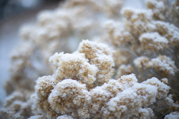 Winter snowy pine tree christmas scene. Fir branches covered with frost. Winter mood. Snow covered branches in winter.