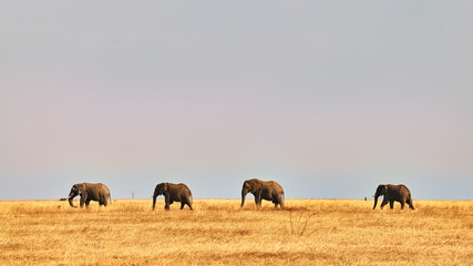 Elephants walk in the African savannah.