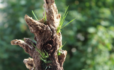 Fili d'erba nel tronco dell'albero - primavera