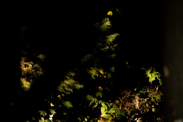 Luz nas plantas