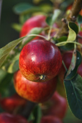 ready to harvest Red apples on apple tree branch in autumn garden