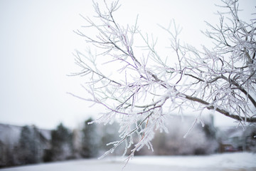 Winter snowy pine tree christmas scene. Fir branches covered with frost. Winter mood. Snow covered branches in winter.