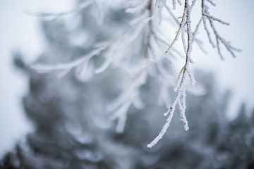 Winter snowy pine tree christmas scene. Fir branches covered with frost. Winter mood. Snow covered branches in winter.