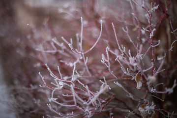 Winter snowy pine tree christmas scene. Fir branches covered with frost. Winter mood. Snow covered branches in winter.