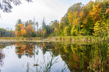 Autumn at the beaver pond