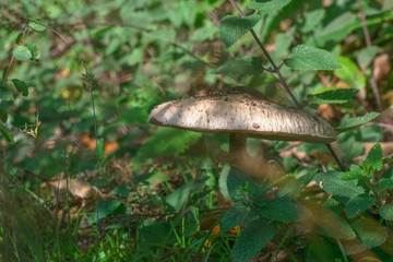 Mushroom during begin fall