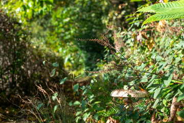 Mushroom during begin fall