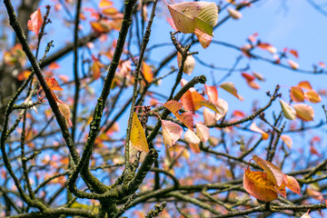 Beautiful autumnal discolored leaves