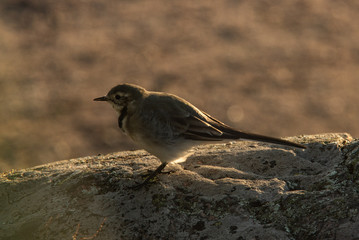 Small bird on a rock