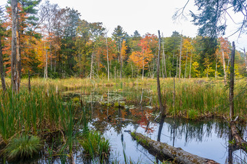 Fototapeta na wymiar Watery path through a swamp in autumn