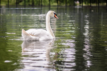 Fototapeta premium swan