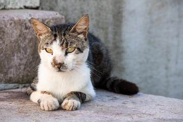 The black white cat is watching around considering.