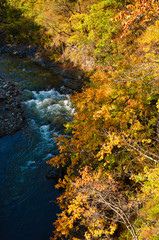 清流と紅葉