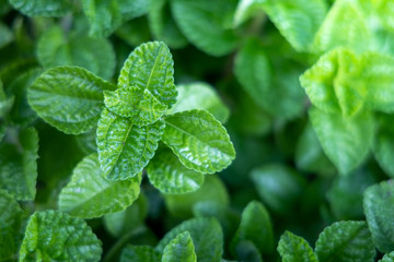 Close Up green leaf under sunlight in the garden. Natural background with copy space.