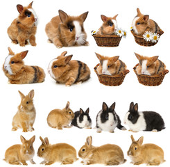 rabbits - set , collection
