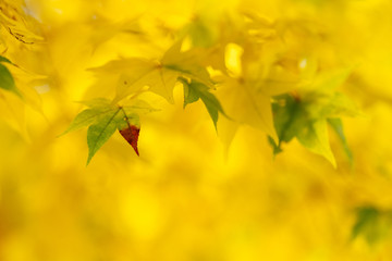 黄色の紅葉