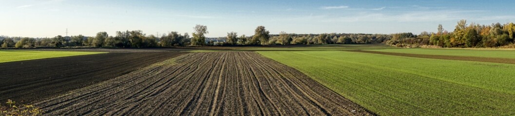 panorama of autumn fields with green winter cereals and freshly plowed and harrowed fields