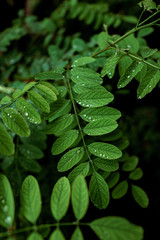 Green leaves with water drops on them.