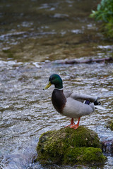 Male of wild duck resting on a rock