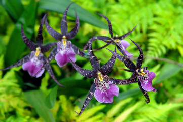 Big Island Purple Orchid