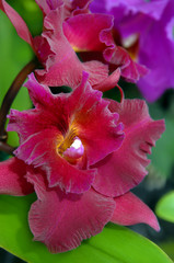 Big Island Orchid
