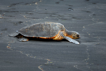 Black Sand Beach Turtle