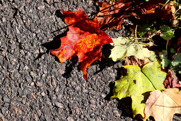 Bright orange and yellow autumn leaves are on a gray pavement