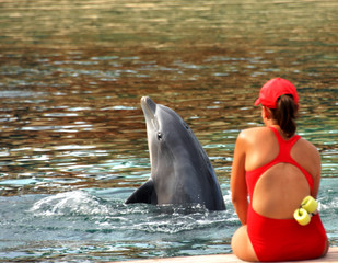 Dolphin in Training