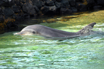 Obraz premium Dolphin Head above water