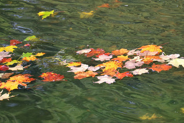 Brightly colored Autumn leaves float in the water of a lake