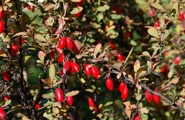 branch of tree with red berries