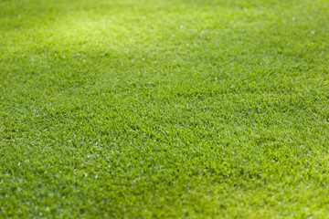 Grass meadow for sport fields - Background texture