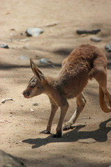 First Hops from a Newborn Joey Kangaroo