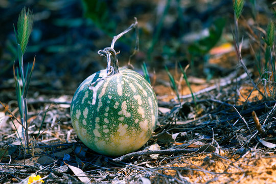 Colocynth melon - poisonous fruit growing in Australian desert