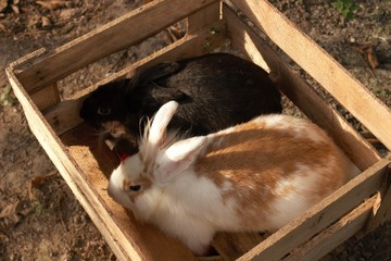 Conejos en caja de madera